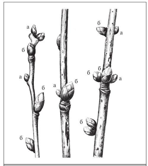 Fig. 289. Single and grouped buds: a – vegetative; b – generative.