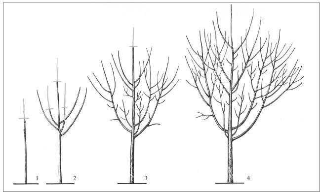 Рис. 312. Формирование кроны: 1 – обрезка однолетки; 2 – закладка ветвей первого яруса; 3, 4 – закладка последующих ветвей.