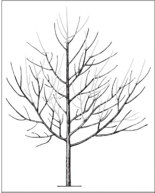 Fig. 313. Thinning of branches on a highly branching tree.