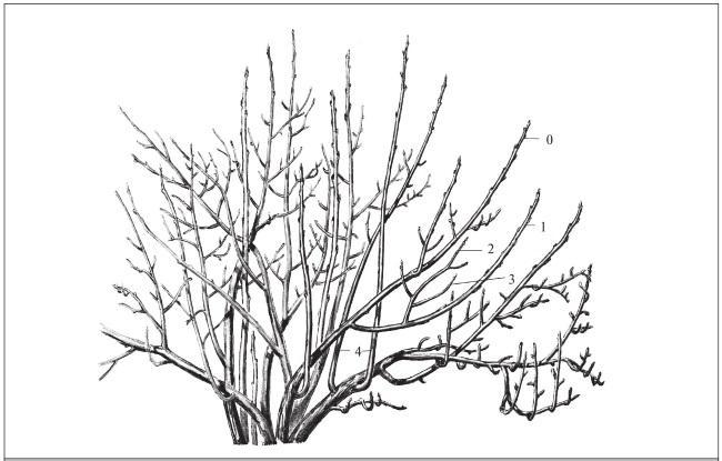 Fig. 321. Structure of a blackcurrant bush: 0 – zero-order branches; 1, 2, 3 – first-, second-, and third-order branches respectively; 4 – water sprout branches.