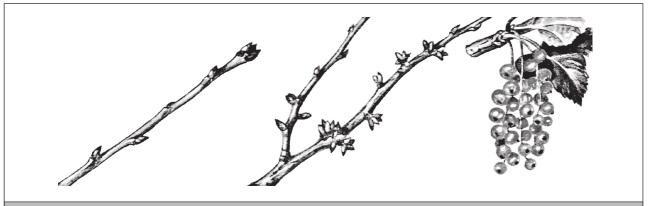 Fig. 331. Fruiting pattern of red and white currants.