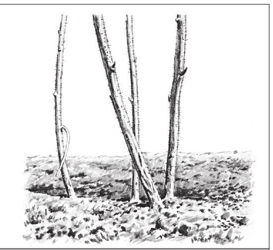 Рис. 349. Вырезка ветвей – правильно.