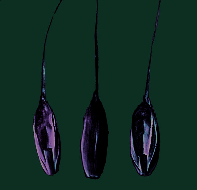 Membranous caryopses of darnel ryegrass