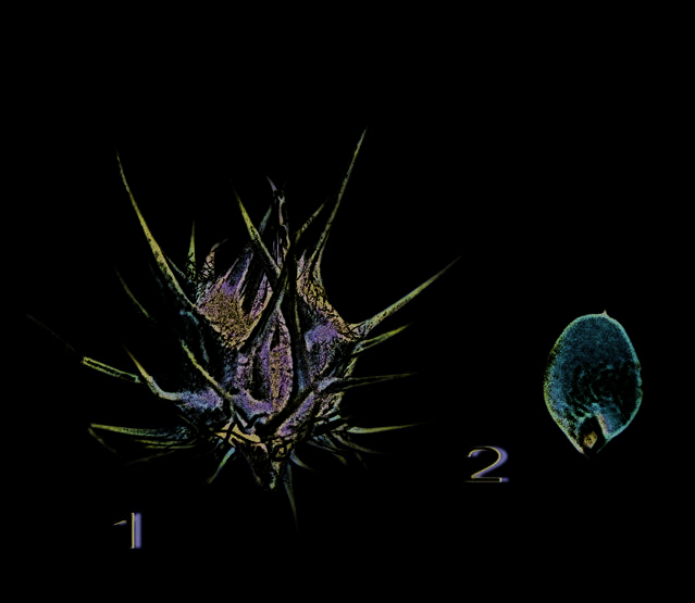 Spikelet (1) and caryopsis (2) of field sandbur
