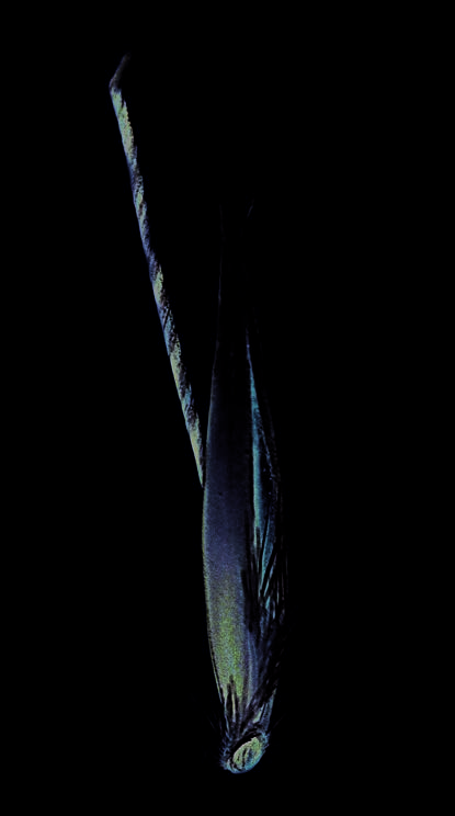 Membranous caryopsis of common wild oat
