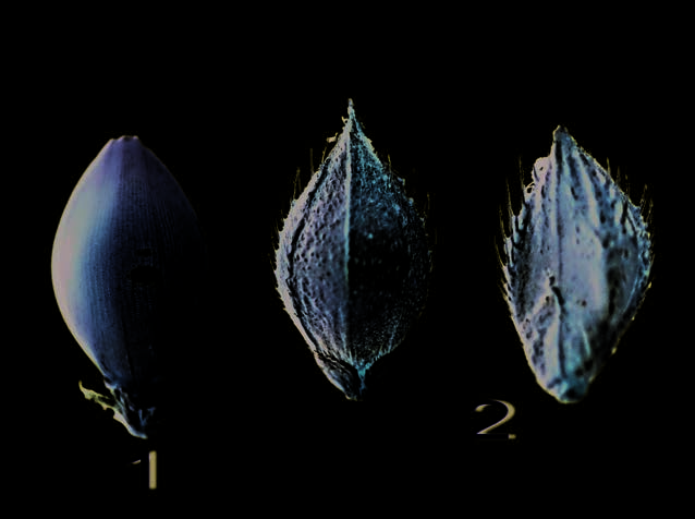 Membranous caryopsis (1) and spikelets (2) of barnyard grass