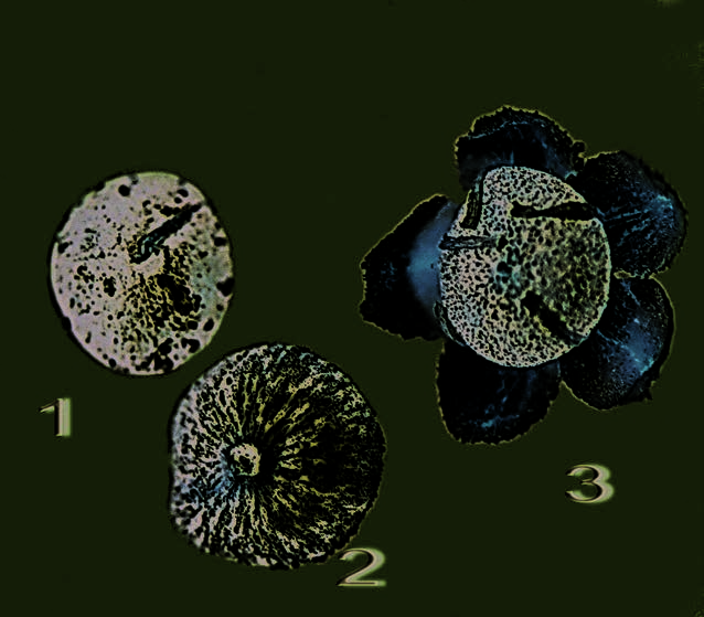 Seed (1), fruit (2), and fruit within the perianth (3) of common lambsquarters