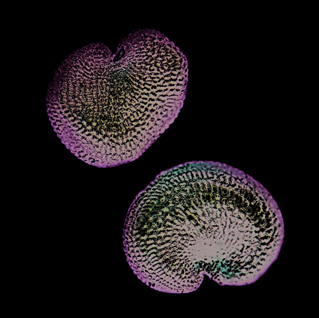 Seeds of common soapwort