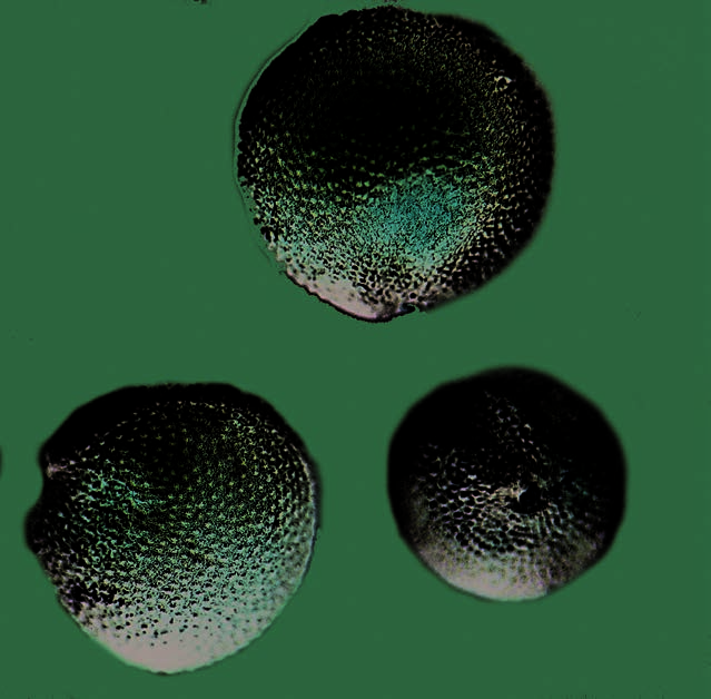 Seeds of cow soapwort (Vaccaria hispanica)