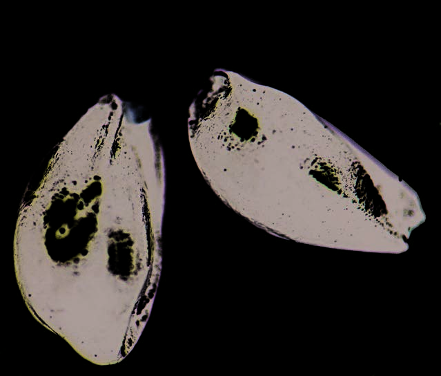 Seeds of European columbine