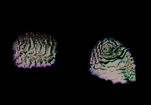 Seeds of Consolida orientalis