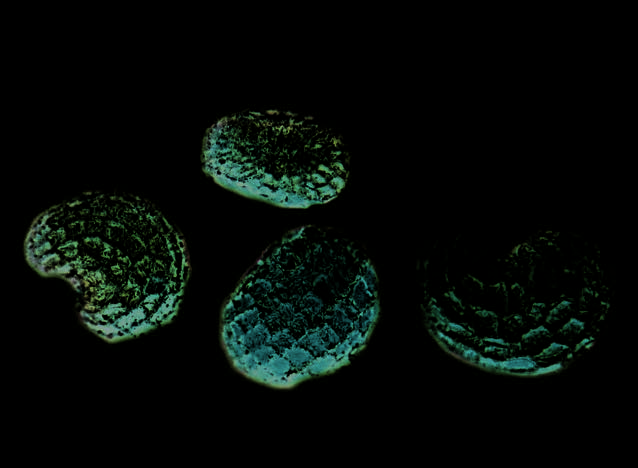 Seeds of the opium poppy