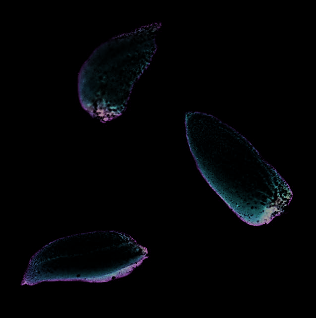 Seeds of wallflower (Erysimum cheiranthoides)