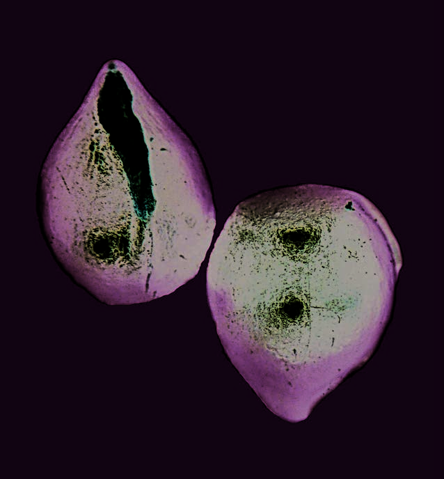 Seeds of the Caucasian dittany