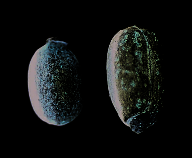 Seeds of Euphorbia esula