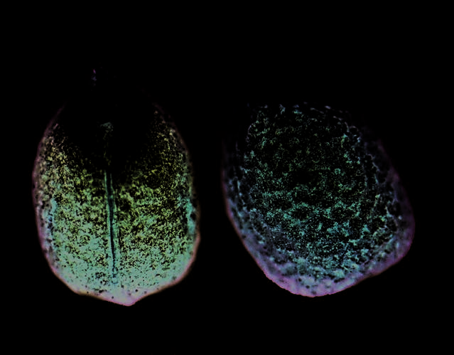 Seeds of annual mercury (Mercurialis annua)