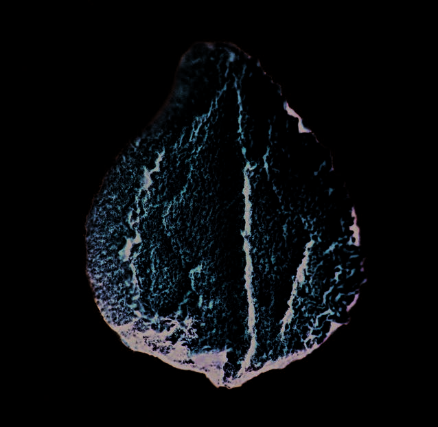 Fruitlet of grey trichodesma