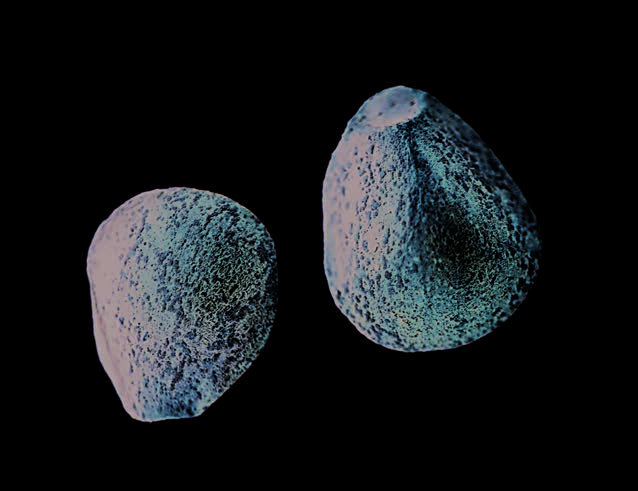 Fruitlets of Galeopsis speciosa