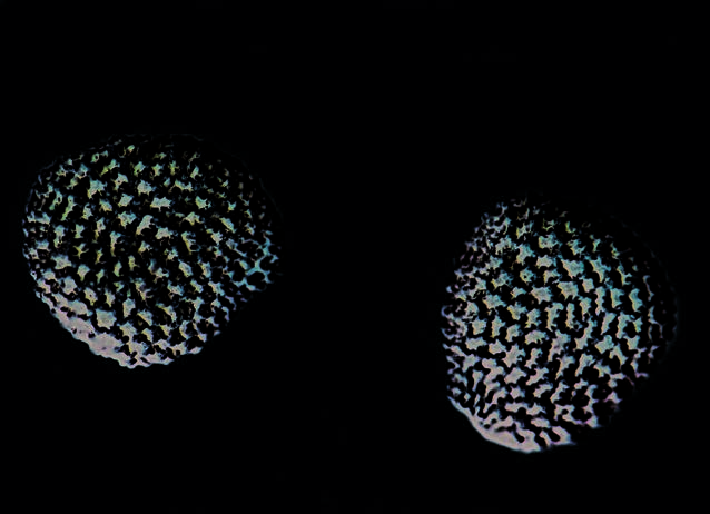 Black henbane seeds