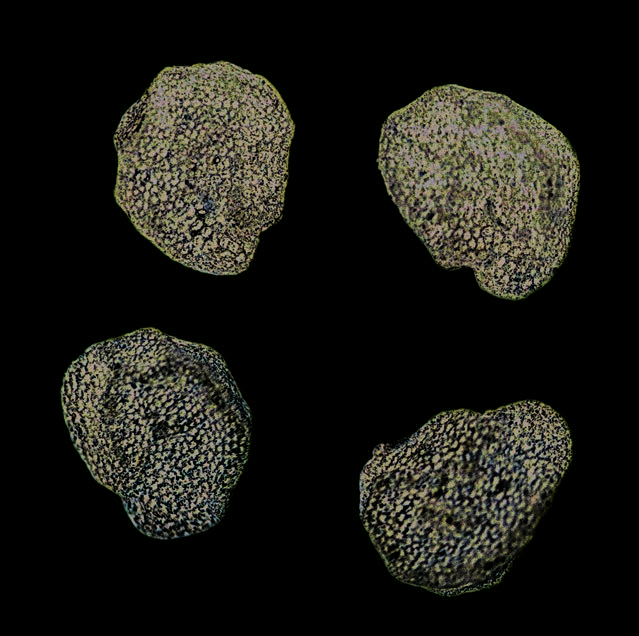 Buffalobur nightshade seeds