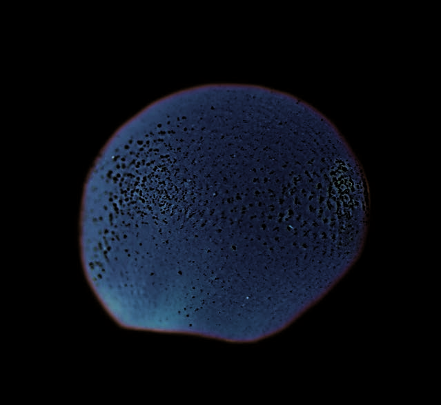 Seed of Carolina horsenettle