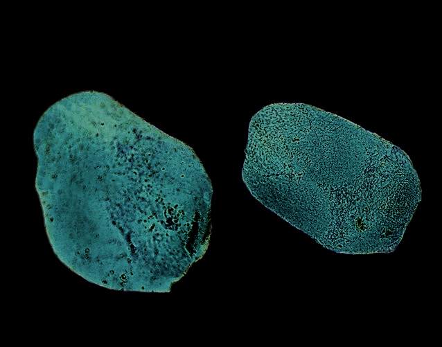 Silverleaf nightshade seed