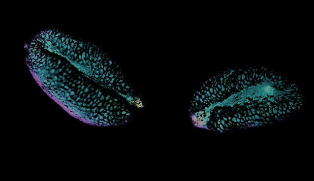 Seeds of Digitalis ciliata