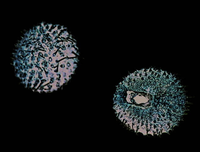 Cleavers fruitlets