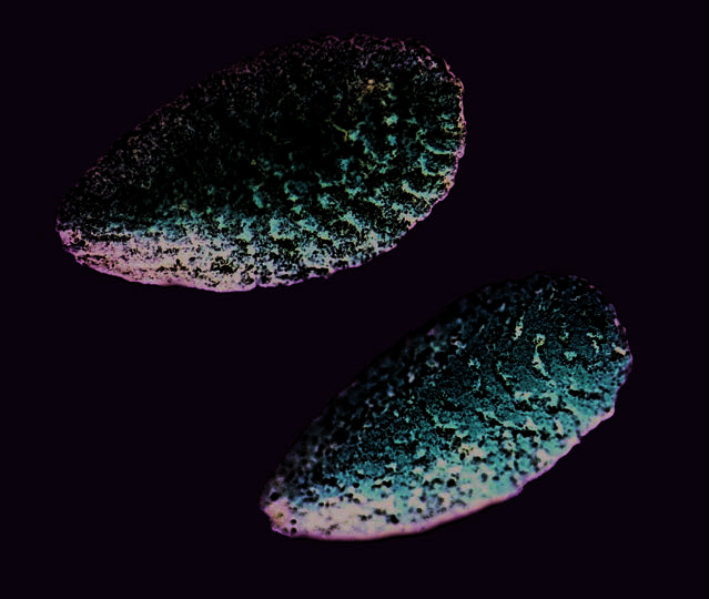 Dwarf elder stones
