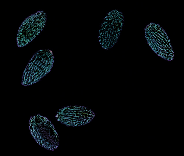 Seeds of Lobelia inflata