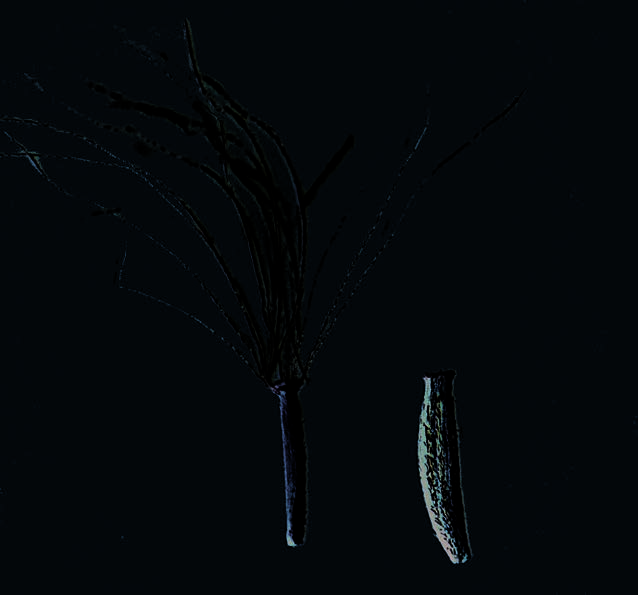 Achenes of common groundsel