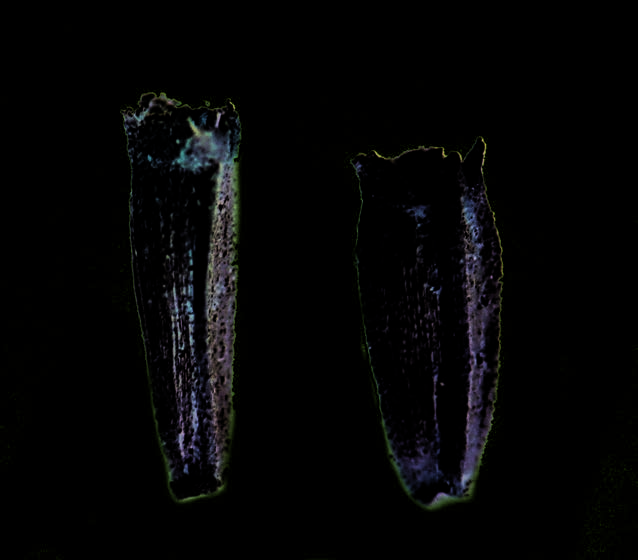 Achenes of common tansy