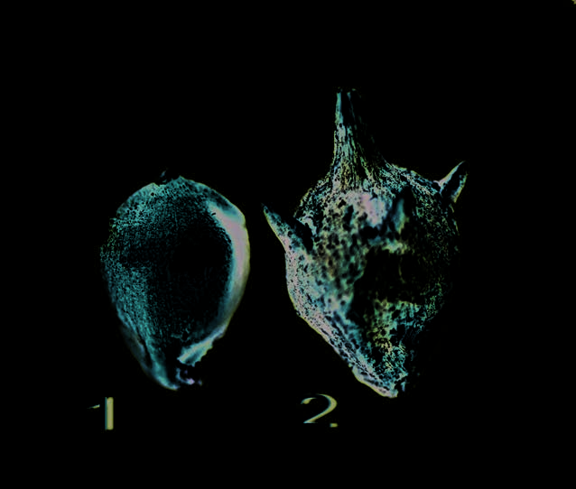 Achene (1) and achene in an involucre (2) of common ragweed