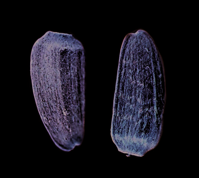 Achenes of Texas blueweed