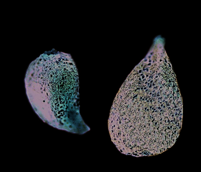 Achenes of Iva axillaris