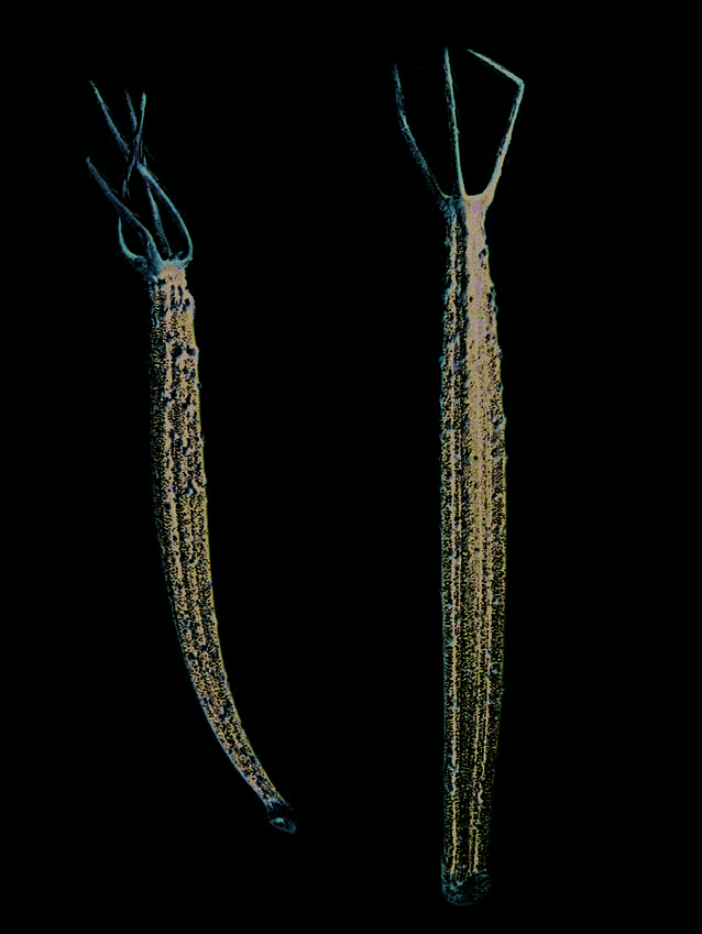 Achenes of hairy beggarticks