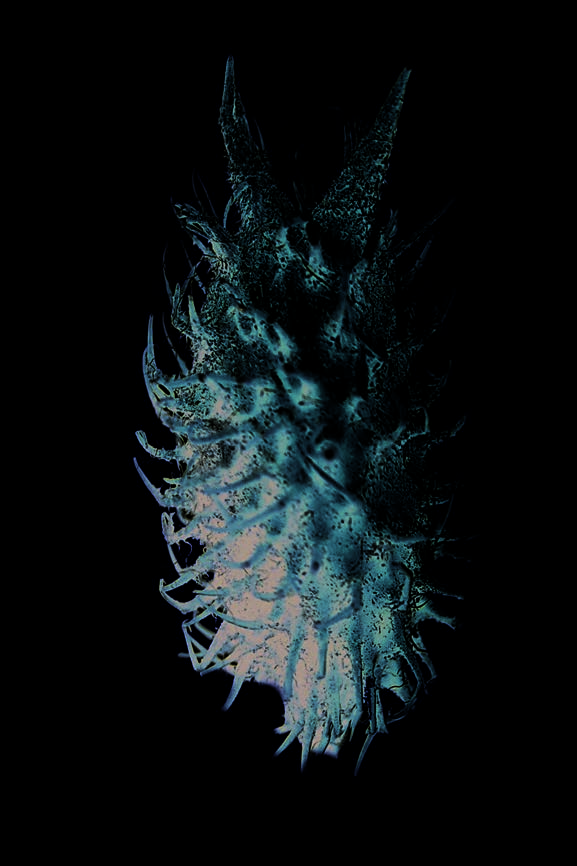 Inflorescence of common cocklebur