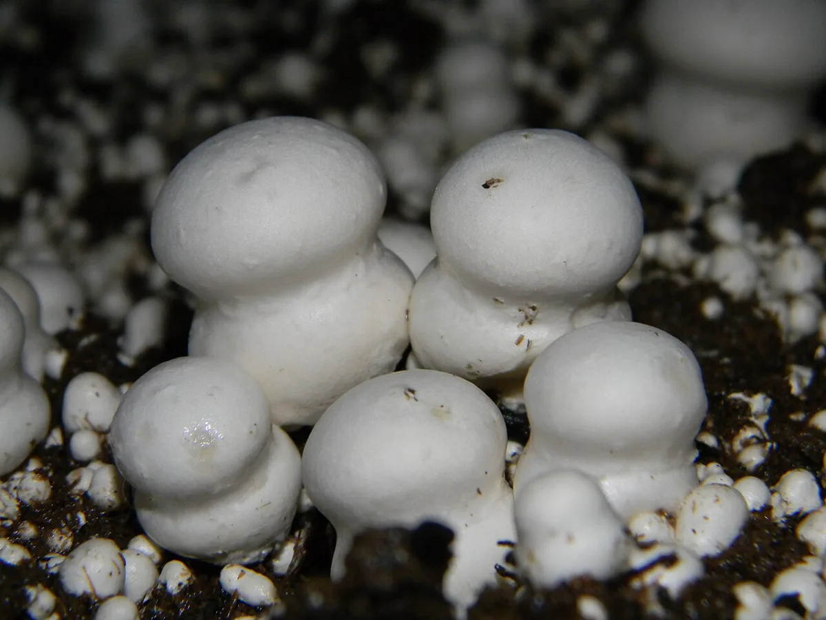 Cultivation technologies for sorrel and mushroom growing in greenhouses