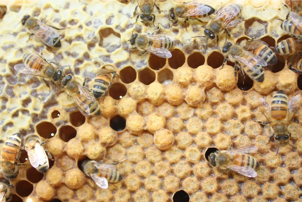 Methodology for assessing the honey base and calculating the apiary's feed balance