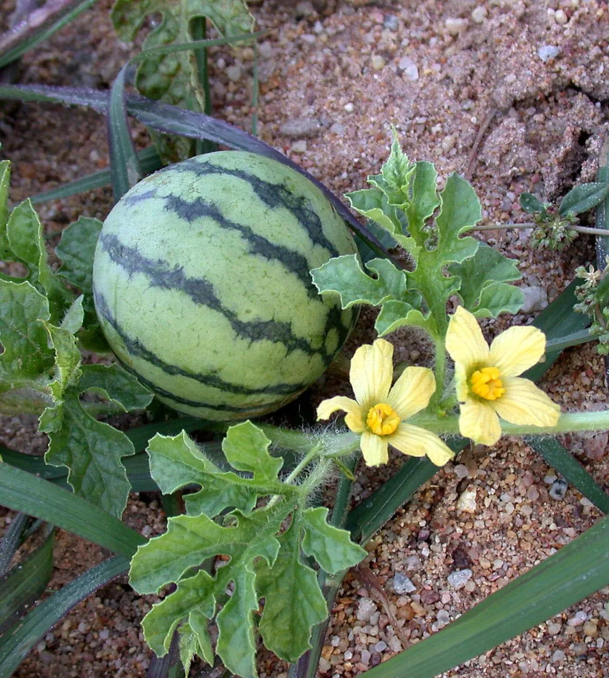 Cultivation and benefits of watermelons and melons in home gardening