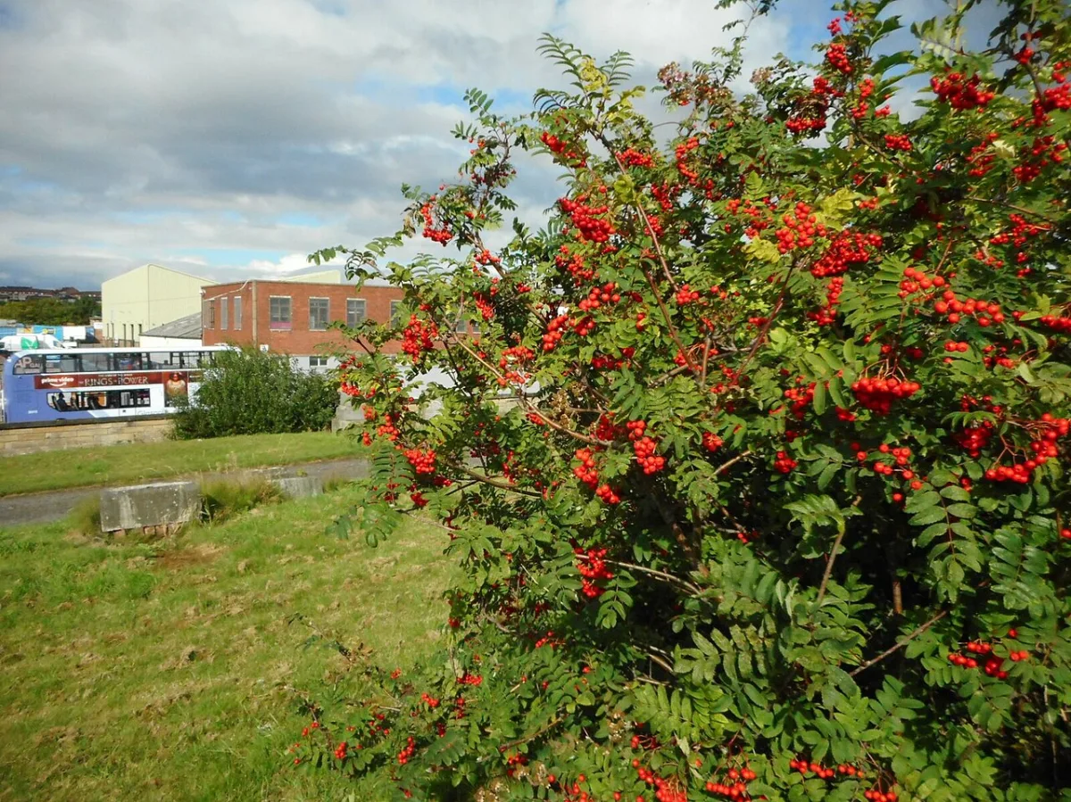Factors of regeneration and vegetative propagation of fruit and berry crops