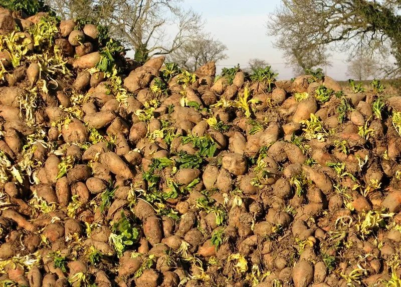 The role of succulent root crops in feeding high-productivity dairy livestock