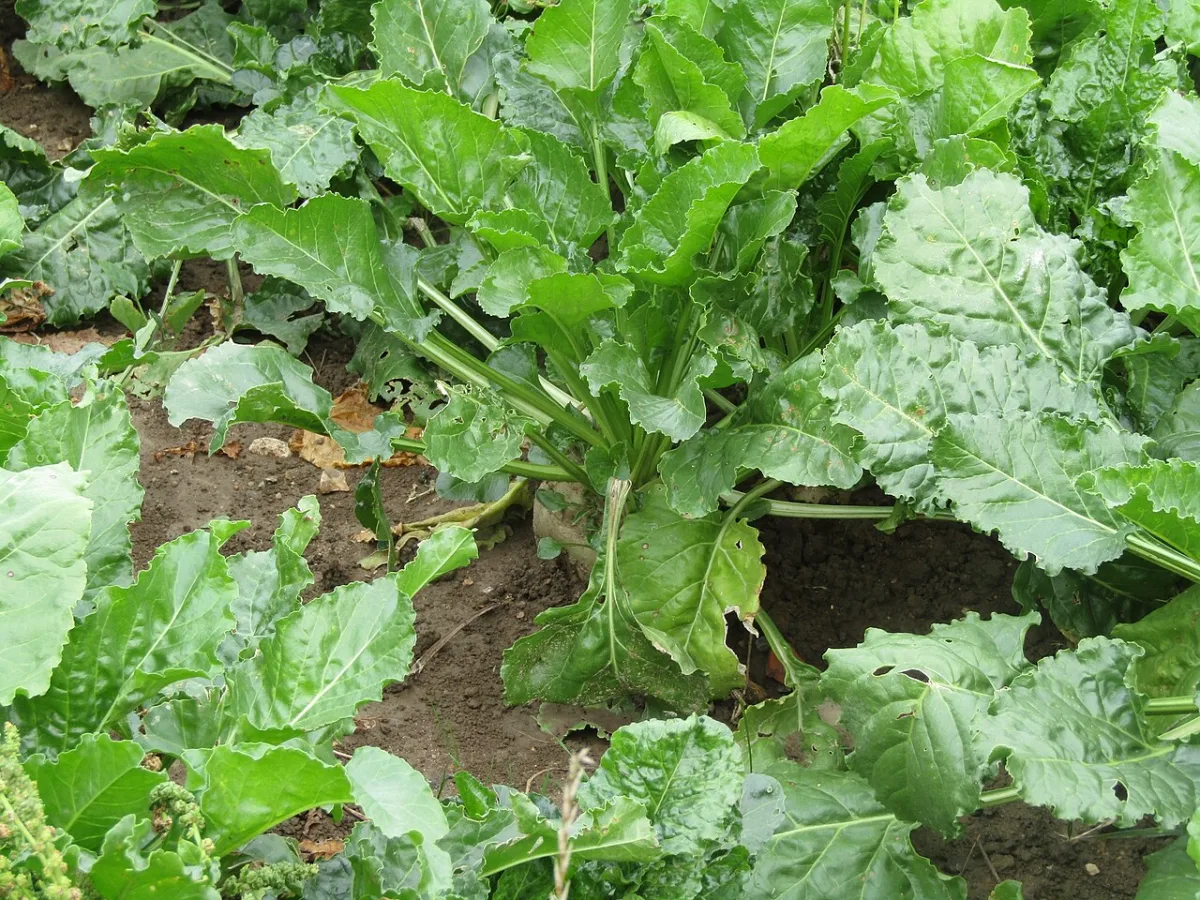 Economic significance and agrotechnical advantages of sugar beet