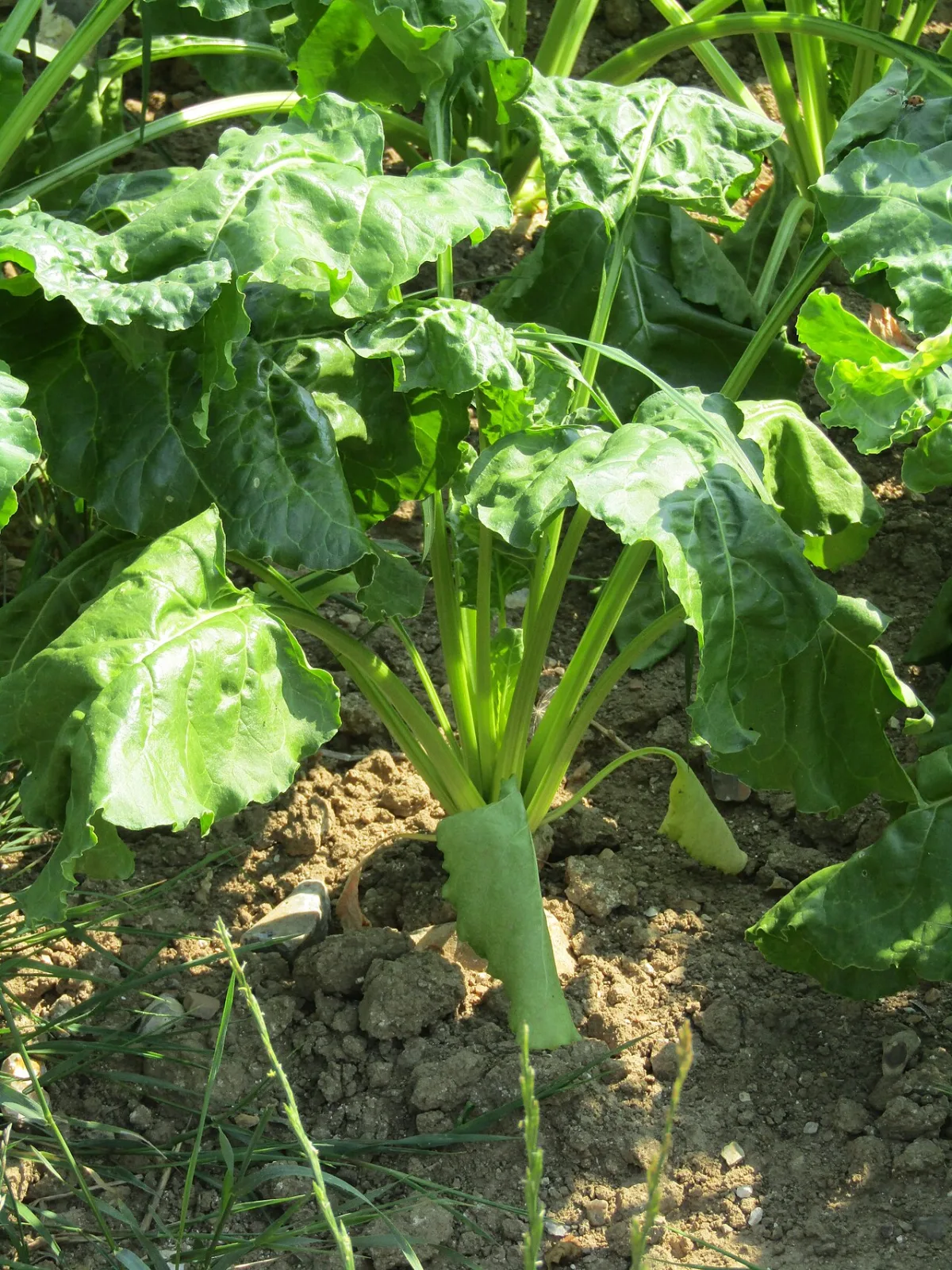 Cultivation characteristics and economic value of sugar-storing and starch-storing crops