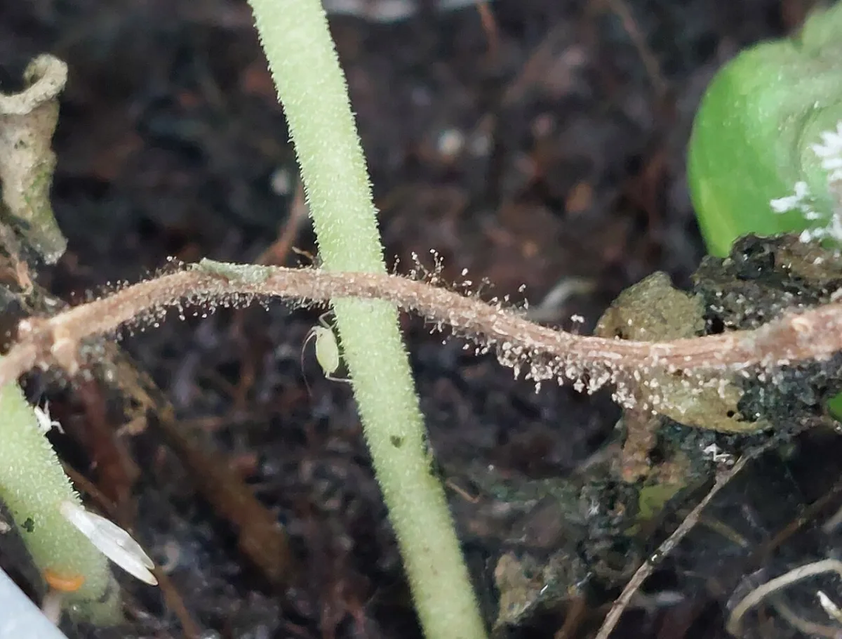 Effective control methods for gray mold on chrysanthemums in greenhouses
