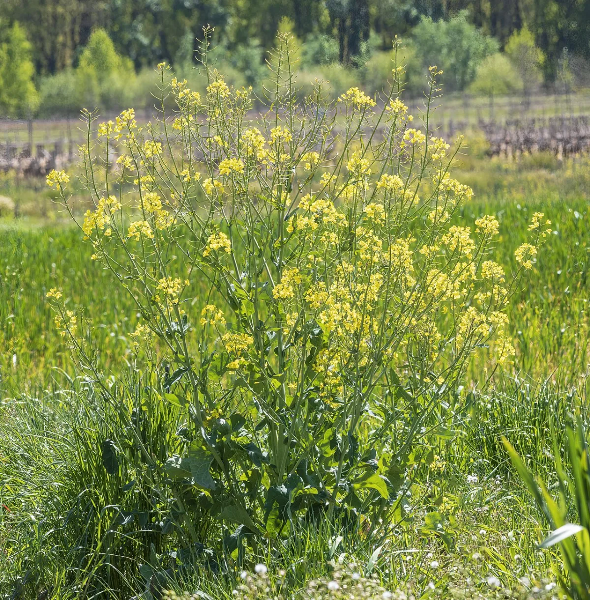 The role and production indicators of oilseed crops in modern global agriculture