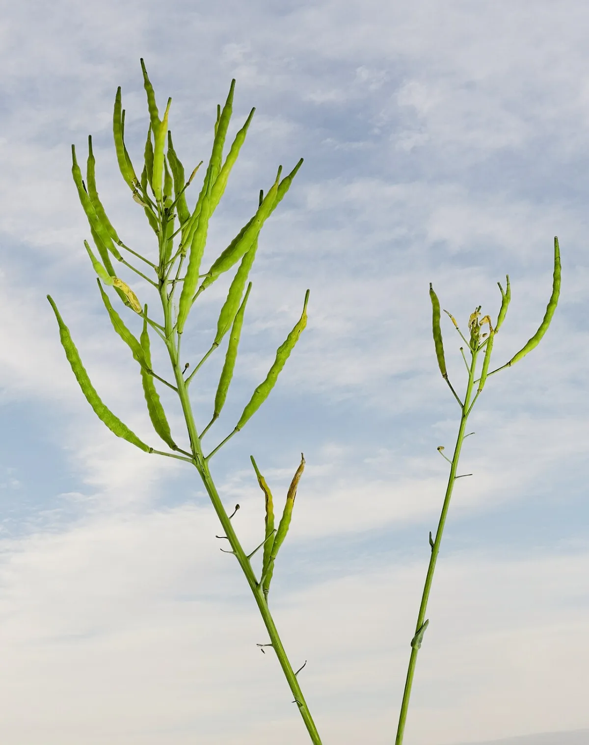 Biochemical composition and quality indicators of vegetable oils