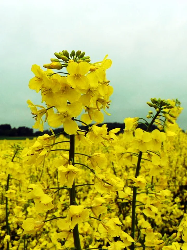 The effect of mineral nutrition on fat accumulation in crops
