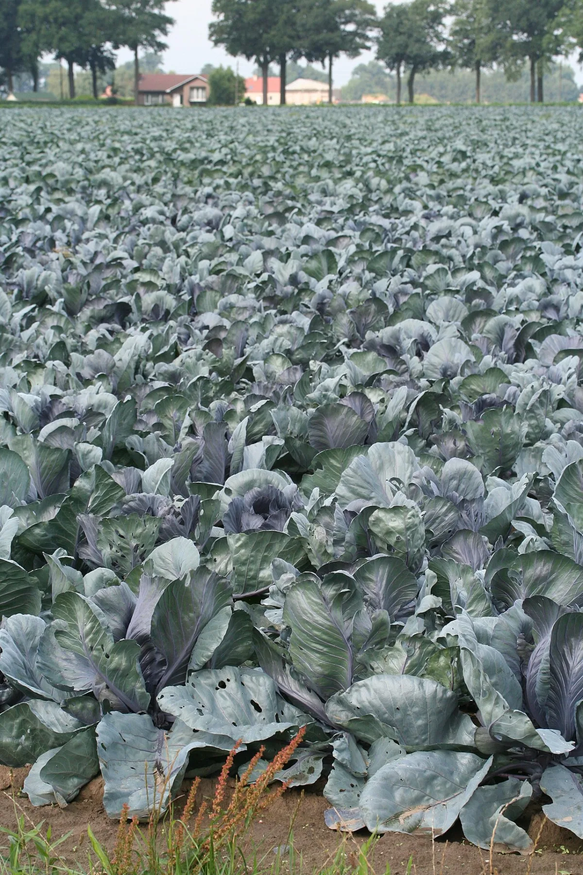 Methods of yield programming and crop water consumption forecasting
