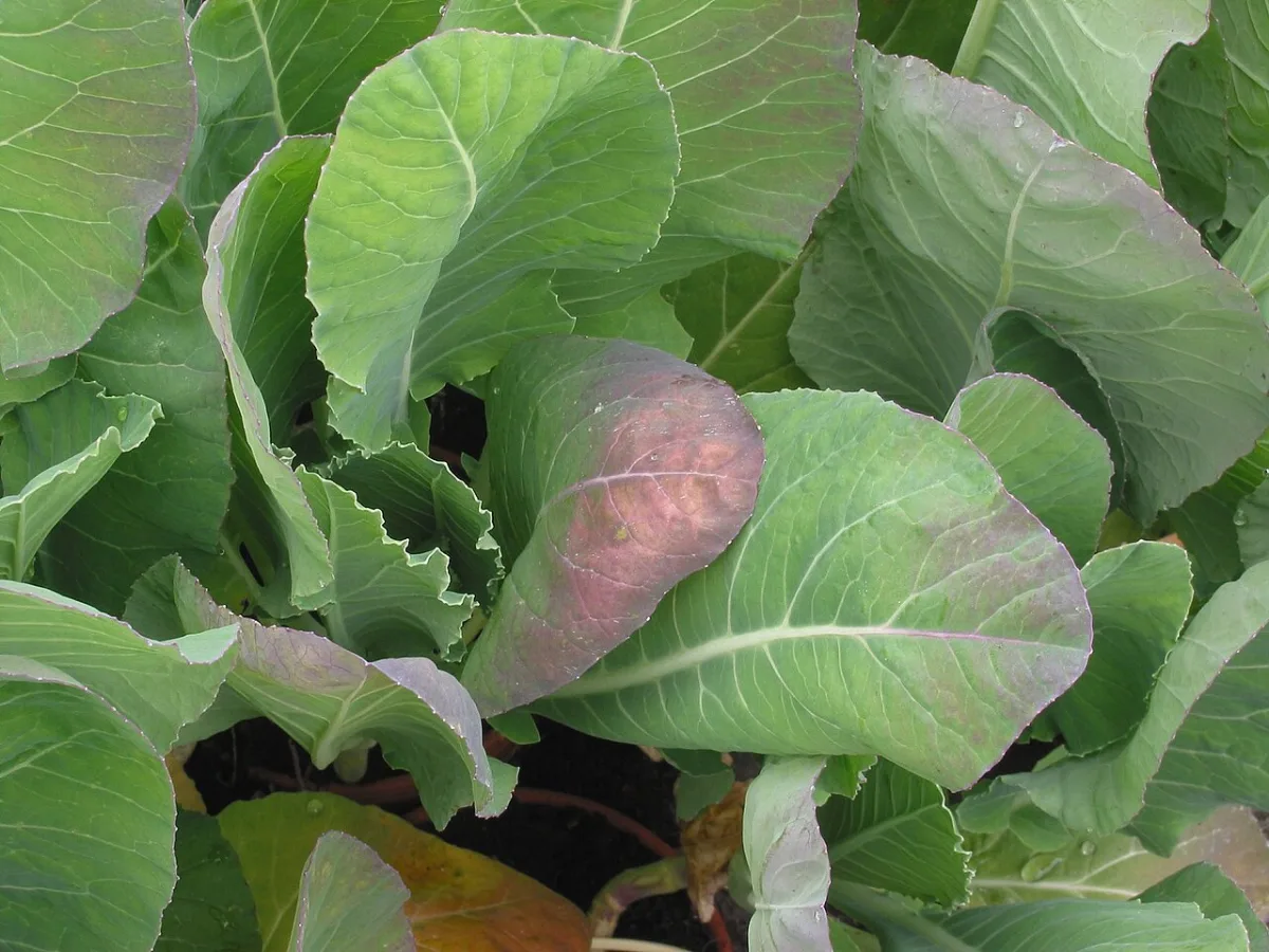 Calculation of transplant requirements for open field and greenhouse cultivation